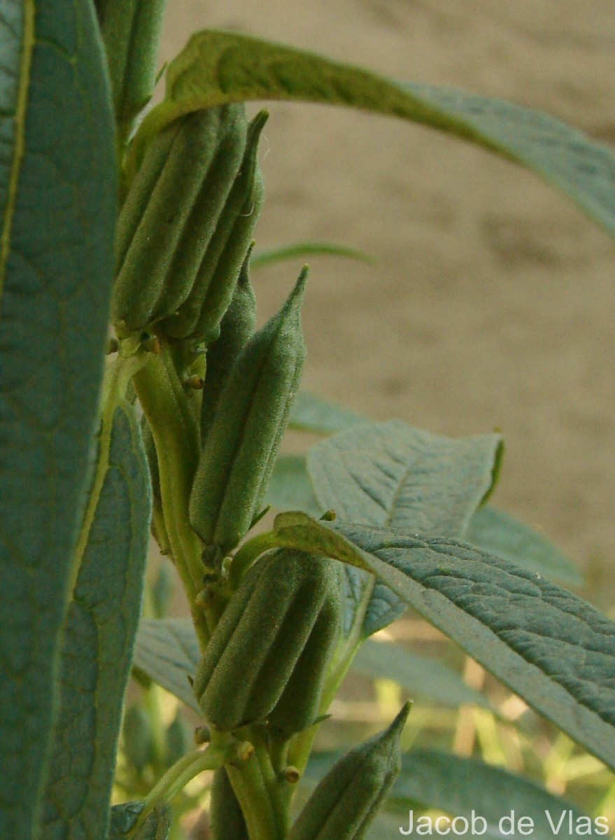 Sesamum indicum L.